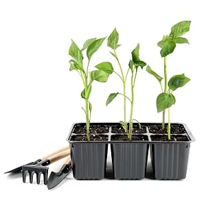Seedling Tray