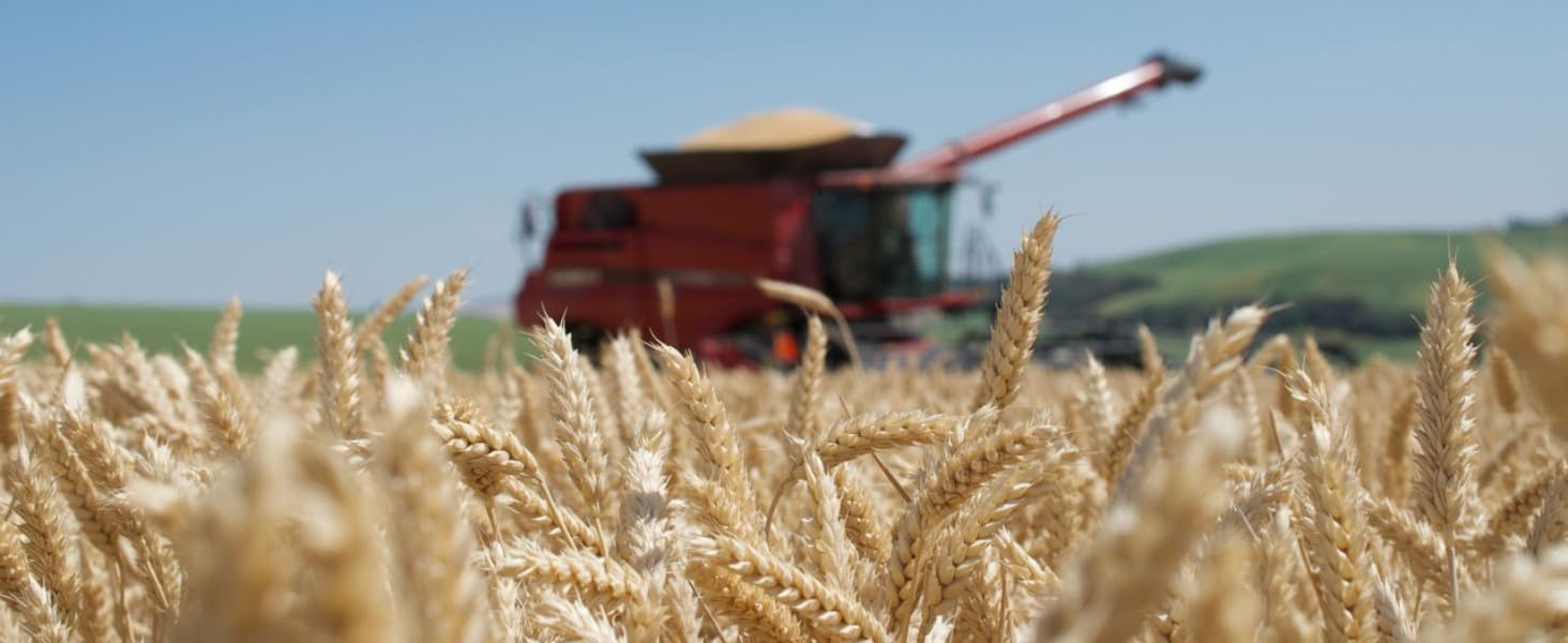 2025 Soft White Wheat Field Trace