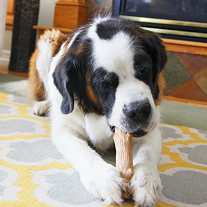 puppy with Petstages teething chew toy