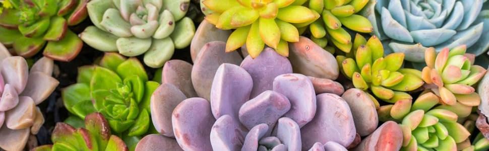 Succulent Planter