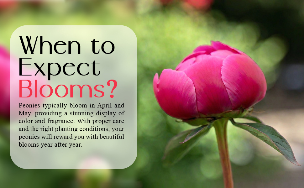 Peonies typically bloom in April and May, Providing a shunning dsiplay of color and fregrance.
