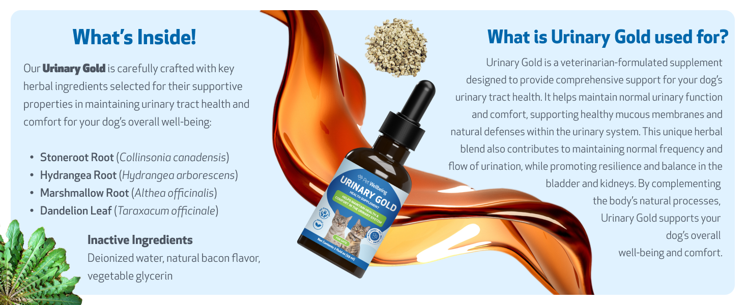 normal urinary frequency, healthy immune response, comfortable urination, healthy urinary tract