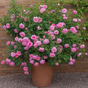 rose plant in pot