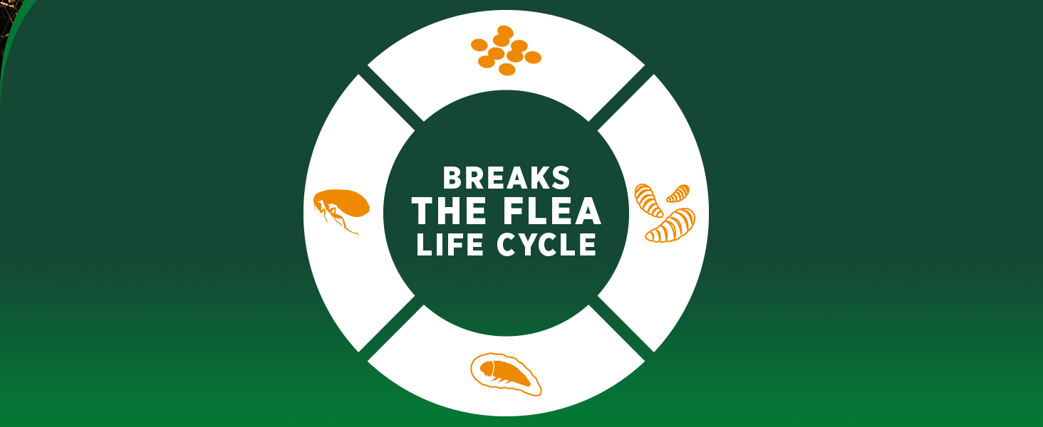 break the flea life cycle