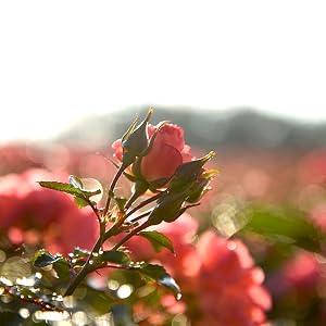 coral drift ground cover rose bush mini flowering shrub low hedge easy to grow low maintenance tough