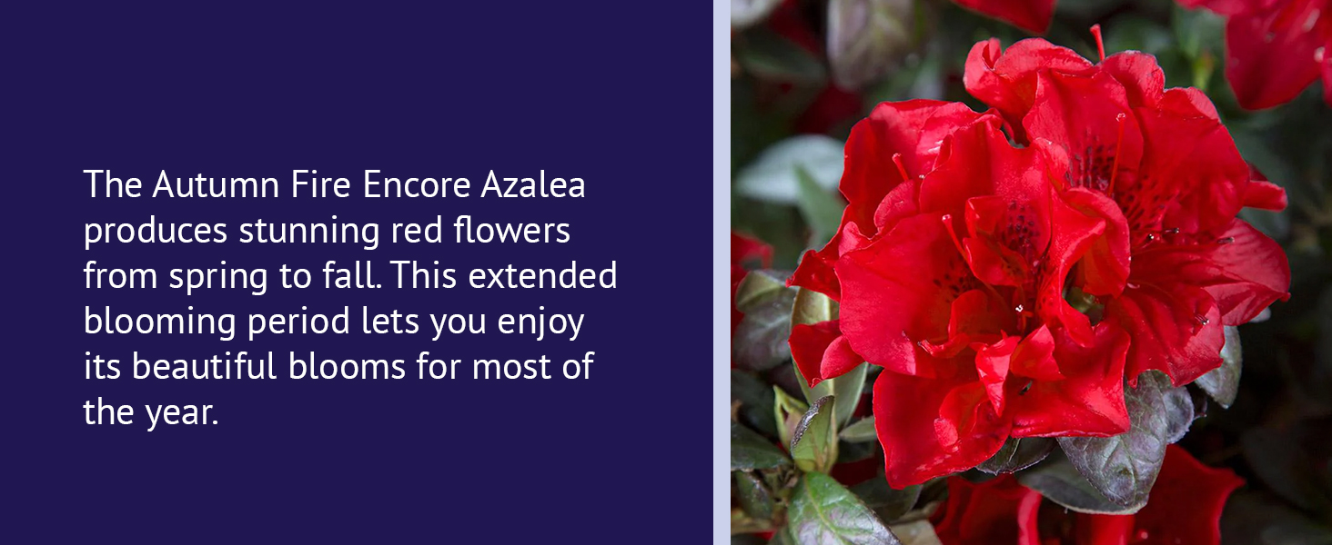 Produces stunning red flowers from spring to fall.