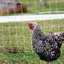 PoultryNet