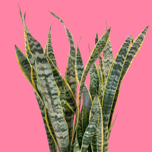 a photo of a snake plant behind a pink background