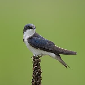 Tree Swallows