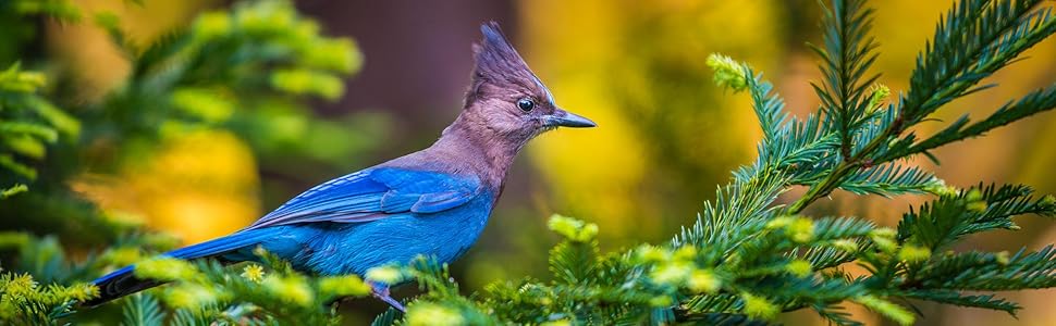 lyric, bird seed, bird food, lyric bird seed, wild bird seed, bird feed, birdseed, wild bird food