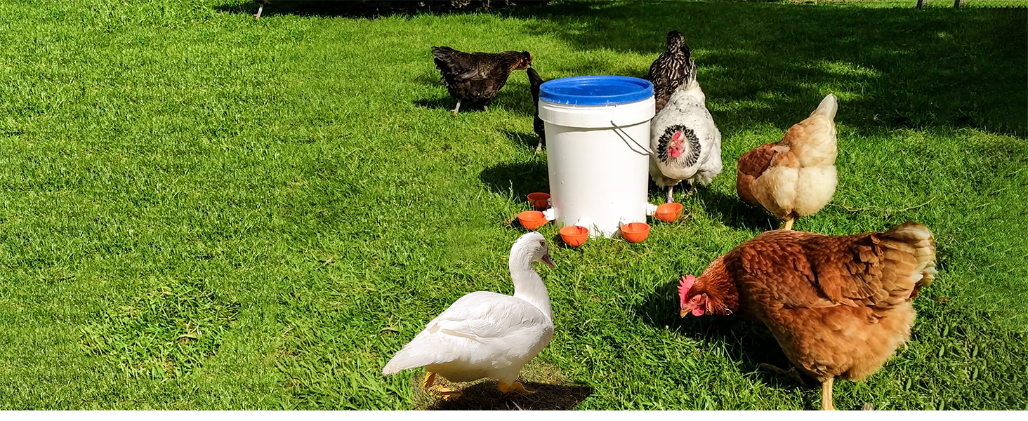 chicken water cups, chicken waterer, chicken water feeder