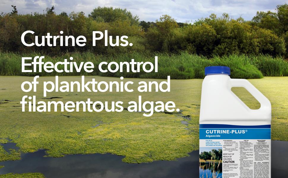 Cutrine Plus, Algaecide
