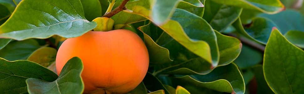 Fuyu Asian Persimmon Fruit