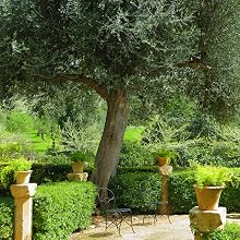 Arbequina Olive Tree by Perfect Plants