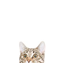food and treats for all sizes of cats kitten felines