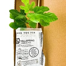 real roots air purification Xanthosoma box pothos landscape velvet gigantes iris greenhouse pathos