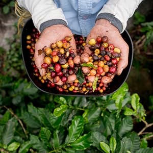 100% Arabica coffee beans displayed in the hands of a coffee grower standing in a coffee field
