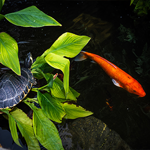 api turtle product pond koi