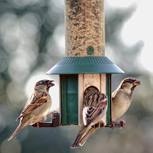 increased bird survival rate
