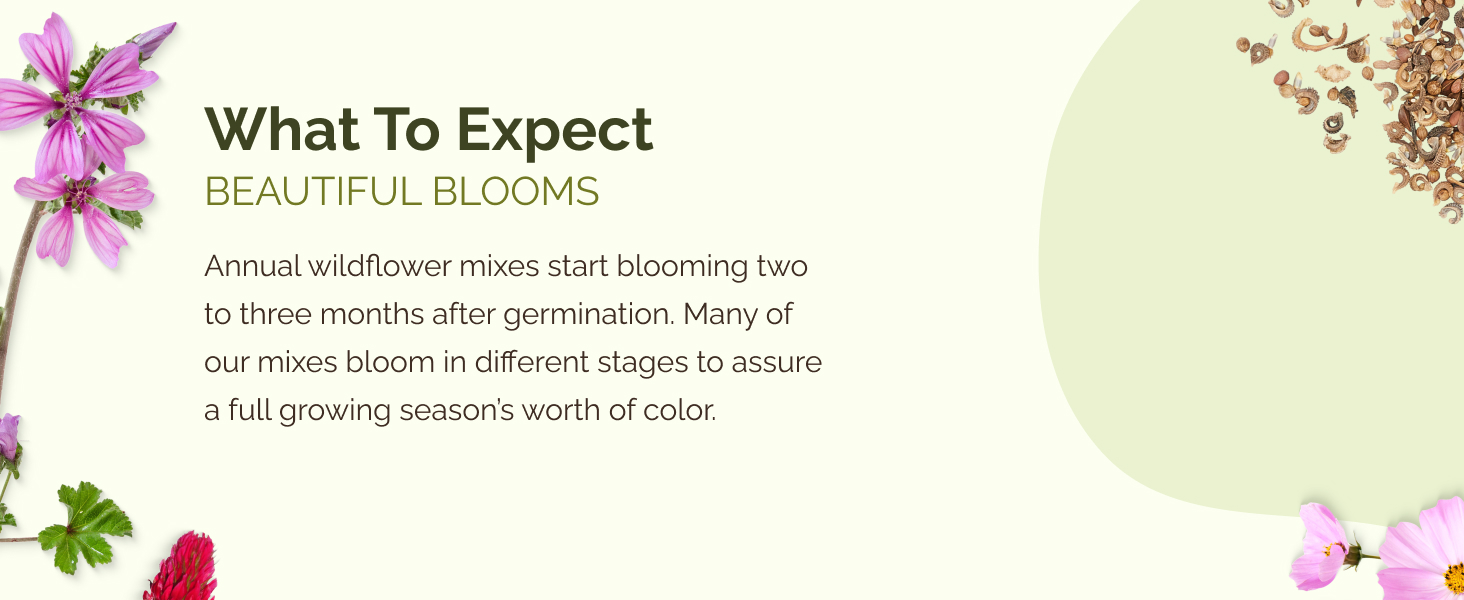 bloom blooming annual annuals