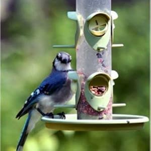 eastern regional, bird food, bird seed, wagners