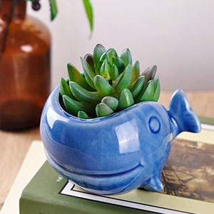 Multi functional small flower pot