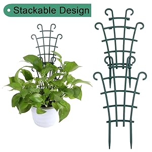 plant trellis indoor