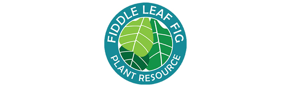fiddle leaf fig soil