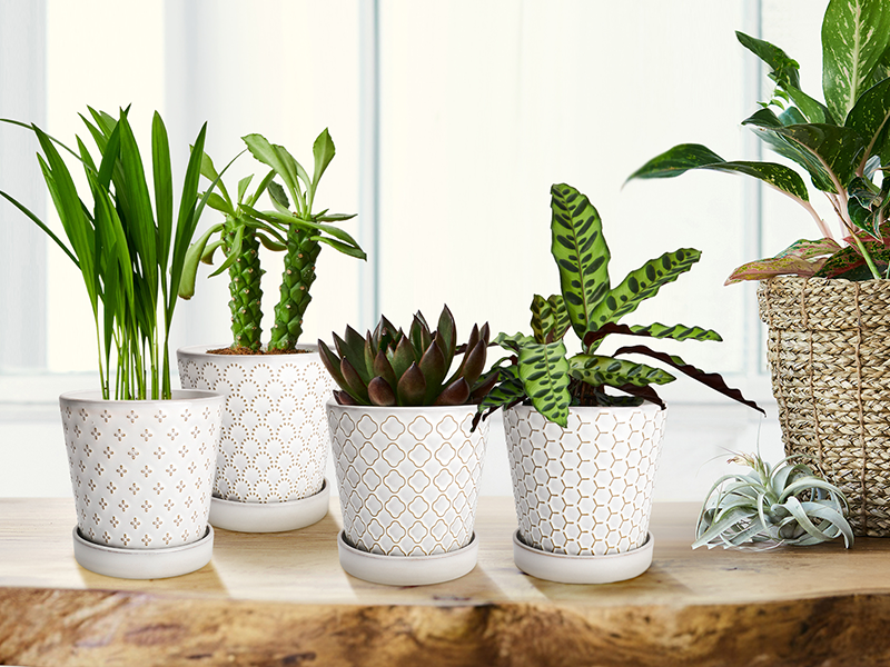Ceramic plant pot