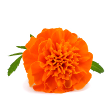 Lutemax 2020 Lutein
