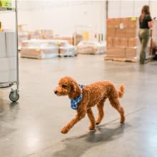 a dog in a warehouse
