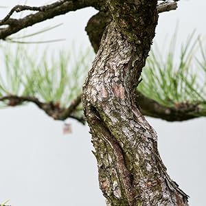 trunk