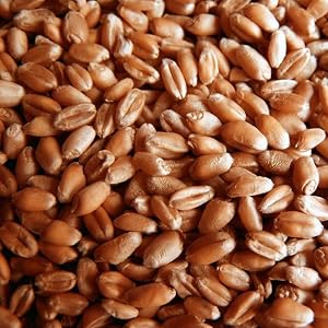 Hard Red Wheat Berries