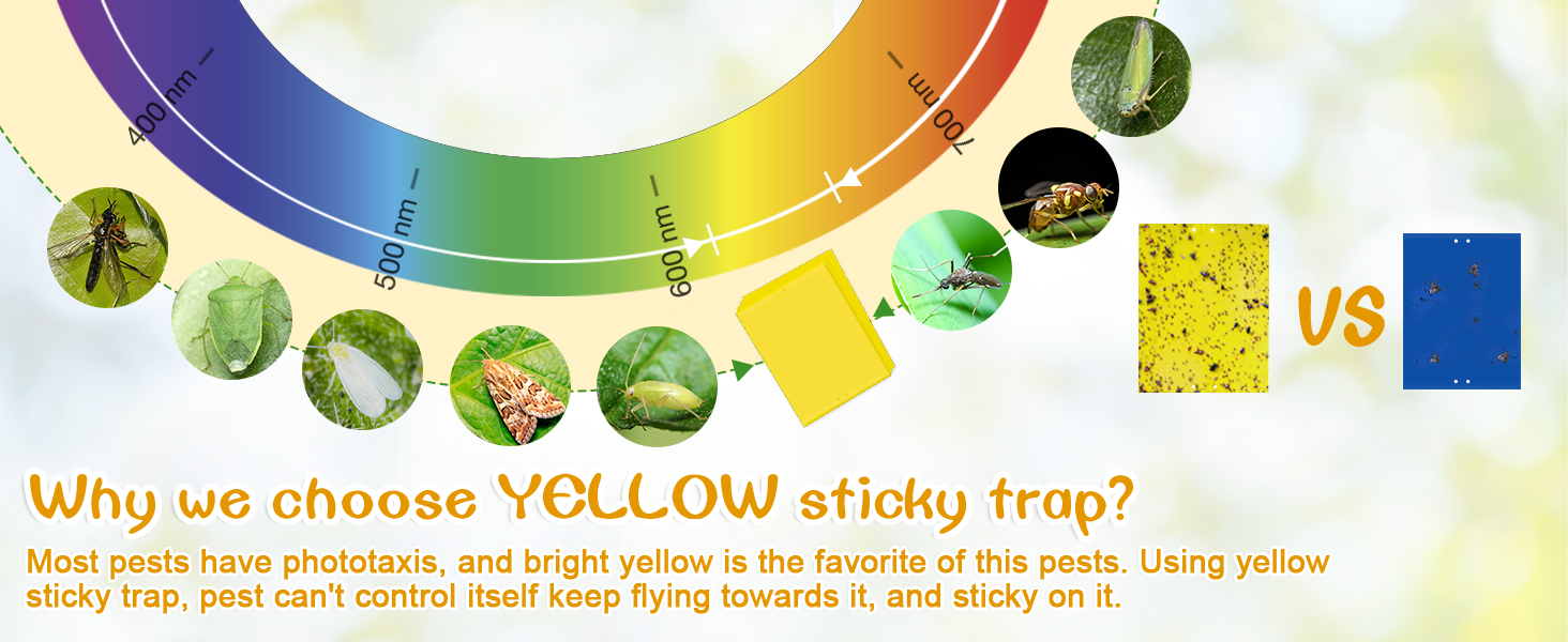 sticky traps