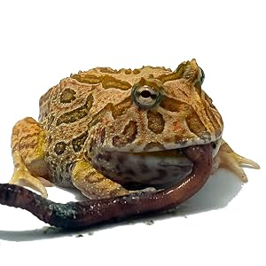 pacman frog eating worm