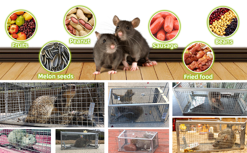Kensizer rat trap