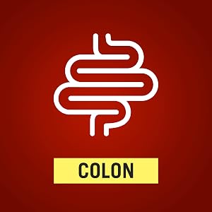 Colon