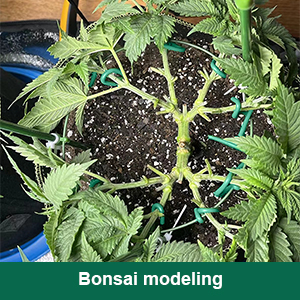 tie