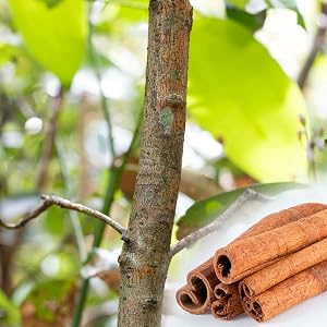 cinnamon