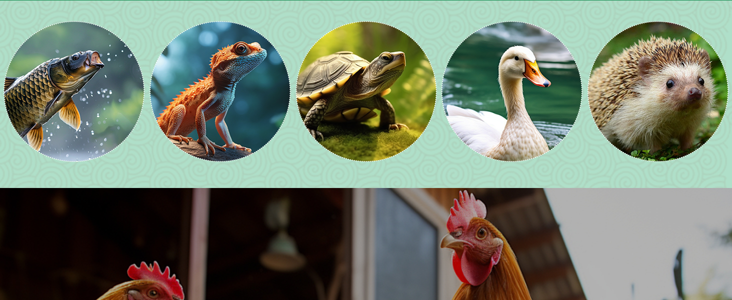 BSFL feed for fish, reptiles, ducks, lizards, and other insect-eaters