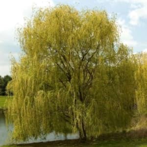 willow, willow tree, willow trees, trees, live trees