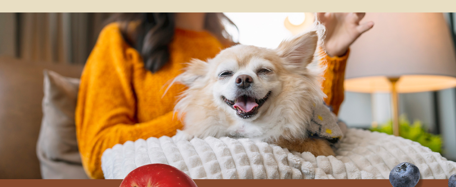 Image of happy dog on owners lap