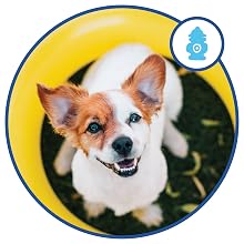 eye dog supplement senior dog eye health vision dog vitamins for dogs eyes vision supplement