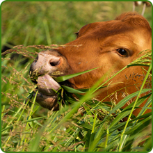Indian Grass For Wildlife Habitat, Pollinators, Birds, Insects, Mammals
