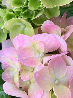 Penny Mac Hydrangea flowers blooming pink