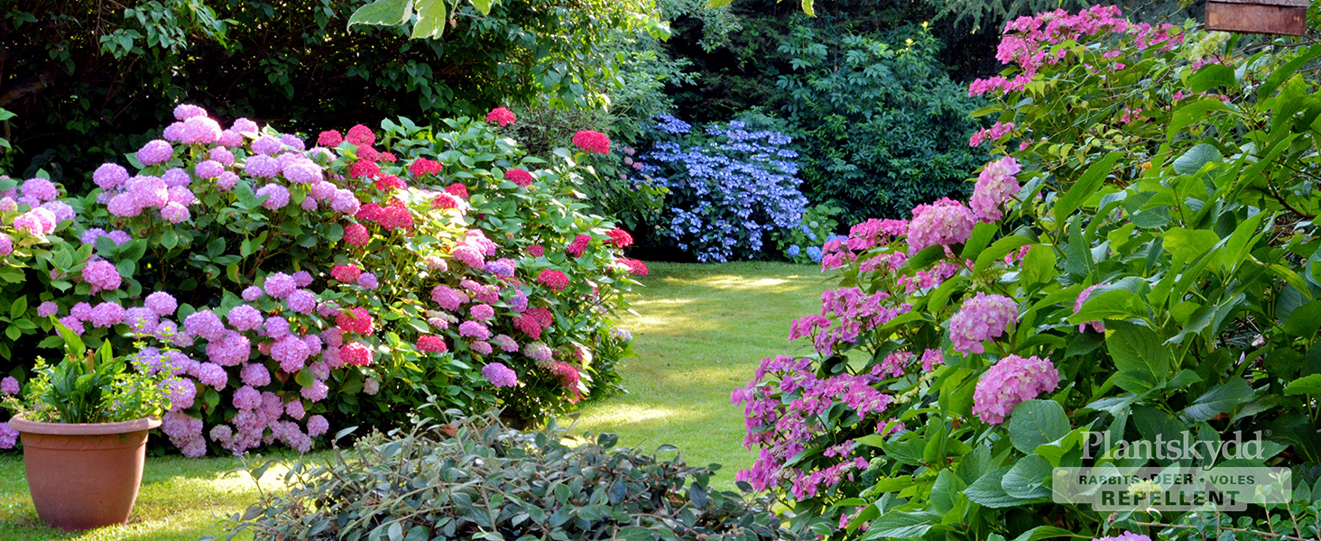 Backyard with Garden Beds Plantskydd Watermark