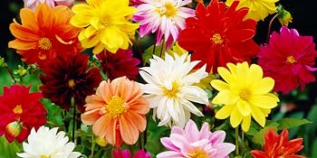 Dahlia Flower Bulbs
