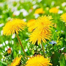 Dandelion Leaf