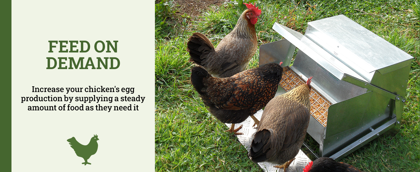 grandpas feeders automatic chicken galvanized steel poultry feeders rat proof no spill weatherproof