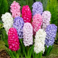 mixed hyacinths